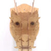 Cabeça De Dragão Troféu De Caça Quebra Cabeça 3d Em Mdf