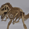 T Rex B Quebra Cabeça 3d Miniatura Em Mdf - Image 3